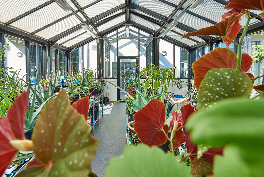 Pannel Croft village greenhouse