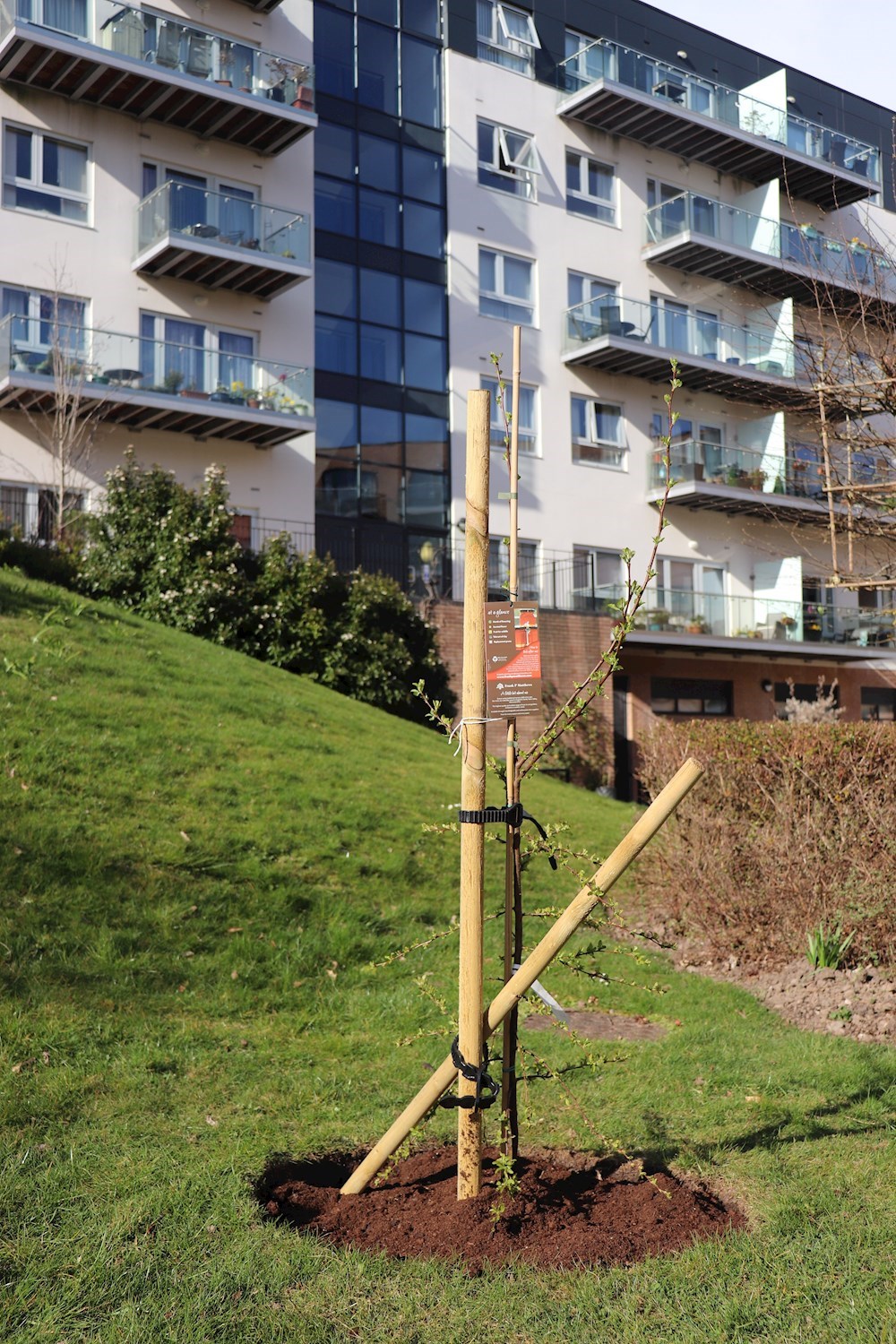 Jubilee tree at Bournville retirement village